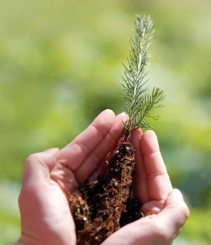 A person gently cradles a young sapling with roots, symbolizing growth and care in a vibrant, green environment.