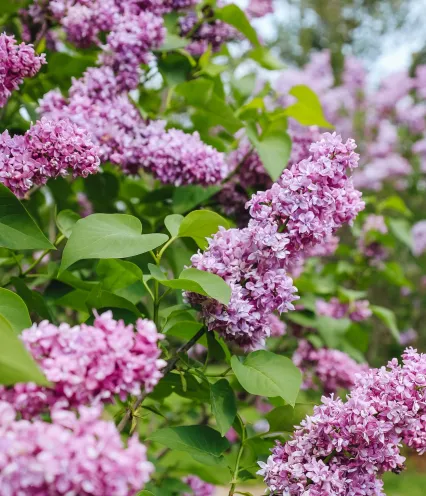 A vibrant cluster of lilac flowers blooming amidst lush green leaves, creating a picturesque spring scene.