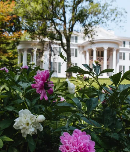 Pink and white peonies bloom in the foreground, with a grand, white mansion featuring large columns and lush green trees in the background.
