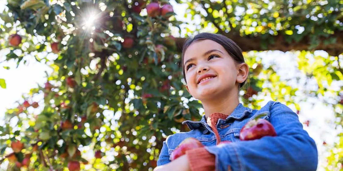 A person in a denim jacket holds red apples, surrounded by sunlit apple trees laden with ripe fruit.