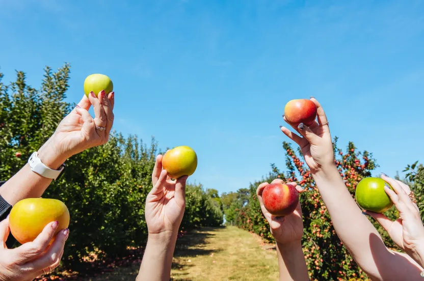 Hands holding various apples against a background of apple trees and a blue sky on a sunny day.